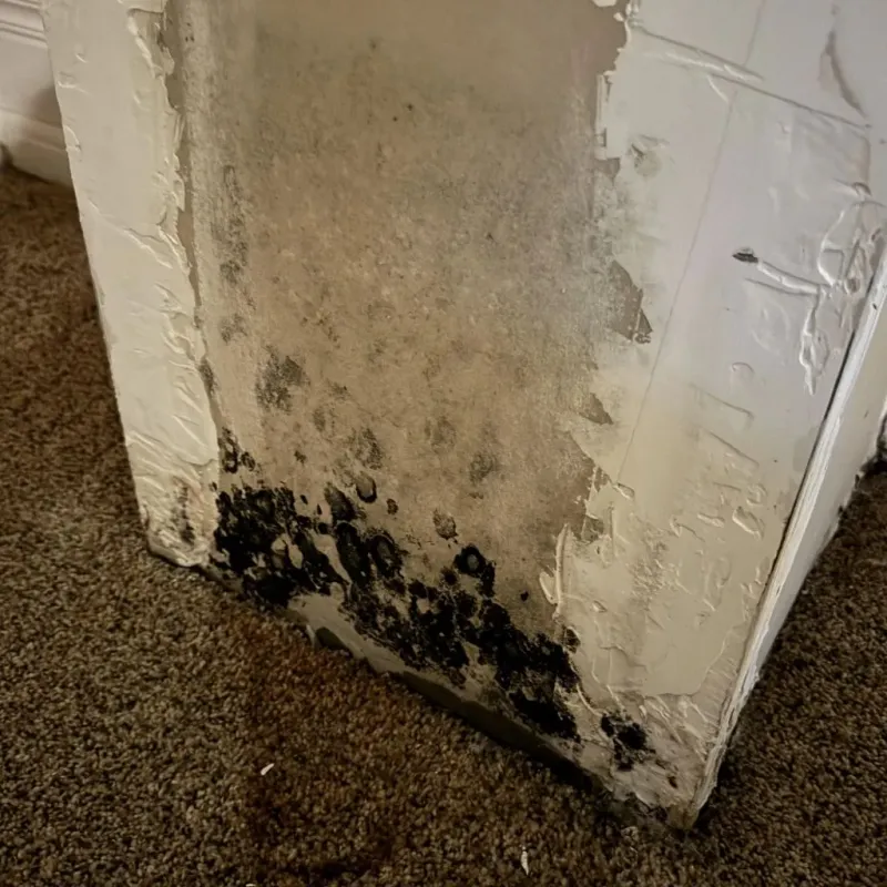 Professional Mold Removal in Parkland, FL